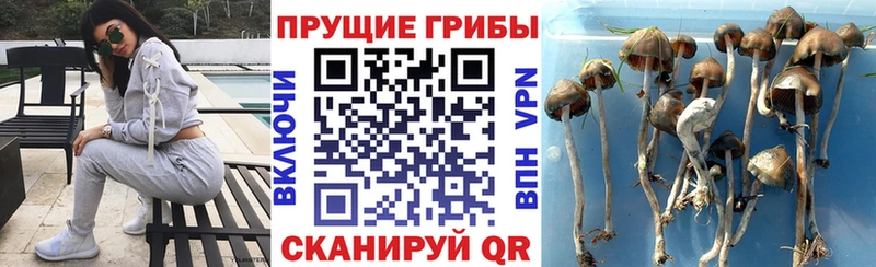 маркетплейс телеграм  Первоуральск  Псилоцибиновые грибы Psilocybine cubensis  магазин   